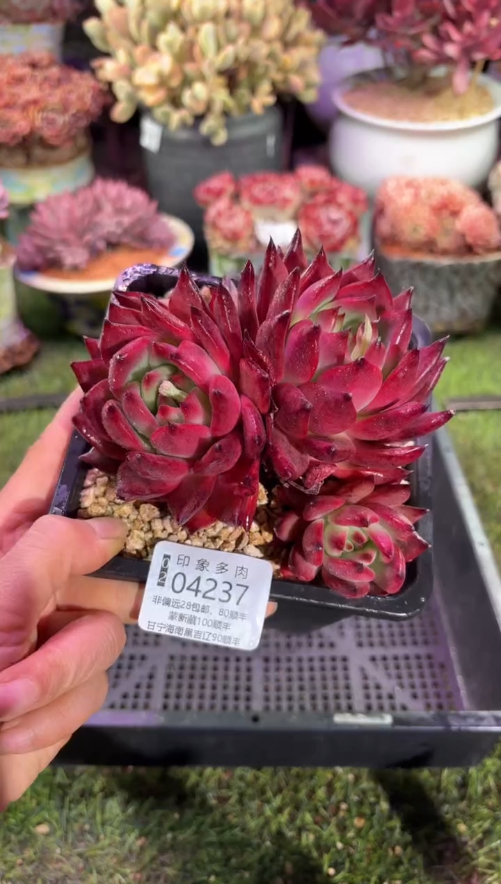 【闪购商品】04237