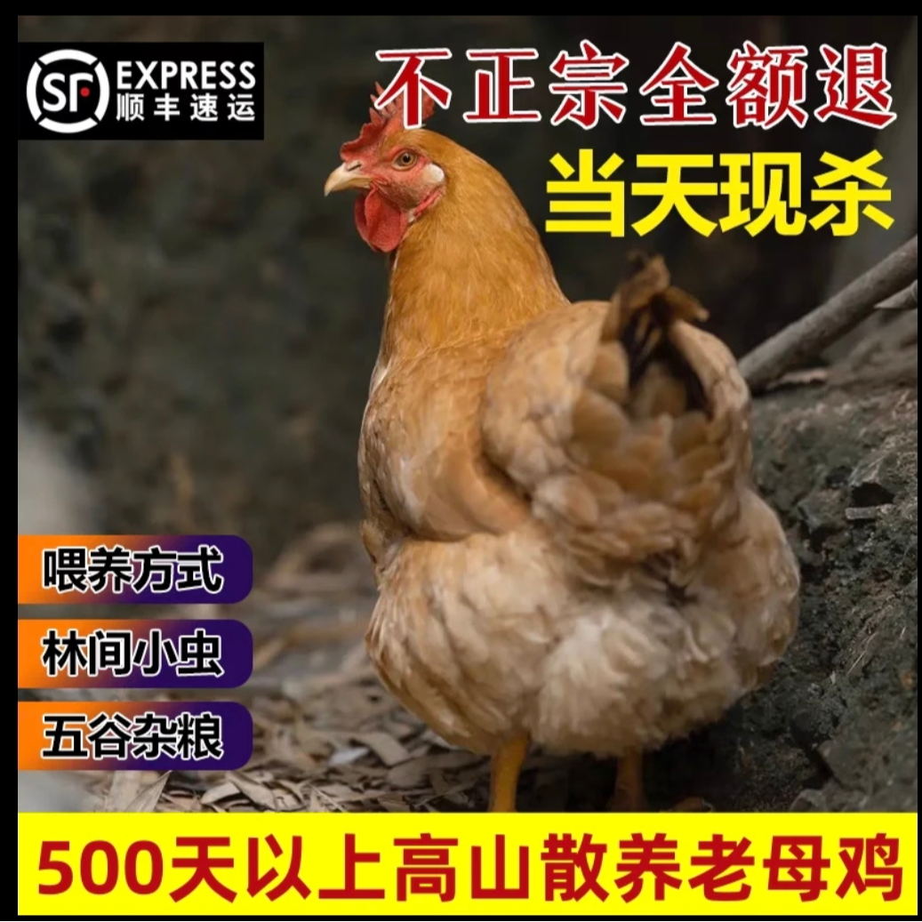 江西农家散养老母鸡农家正宗土鸡走地鸡现杀发货顺丰包邮