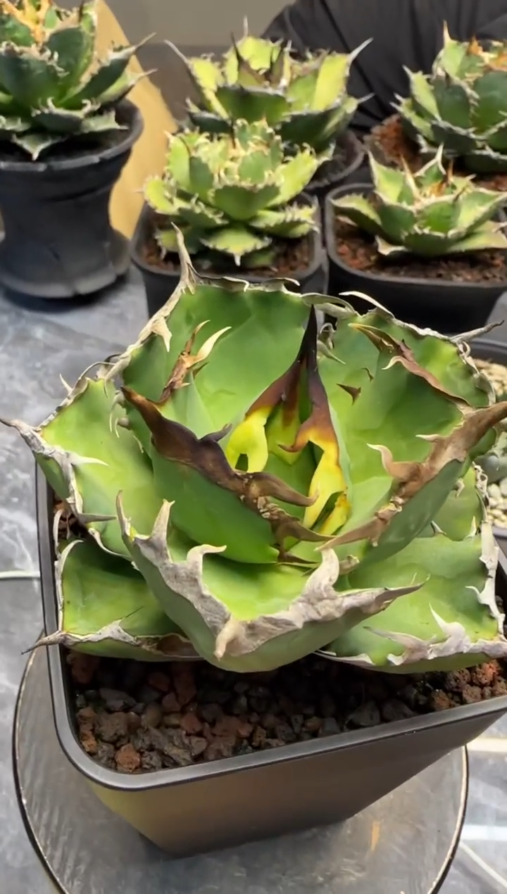 【闪购商品】螃蟹仁王冠龙舌兰