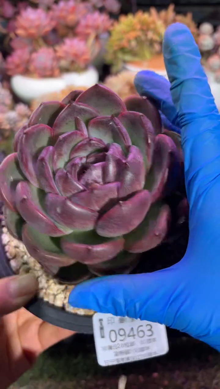 【闪购商品】09463