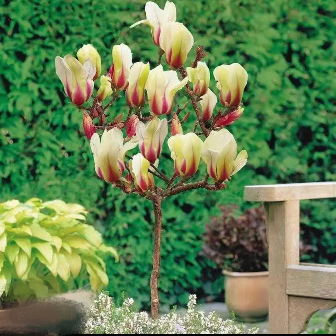 日出玉兰带花苞浓香型矮化玉兰花苗南北方阳台庭院四季种植花卉