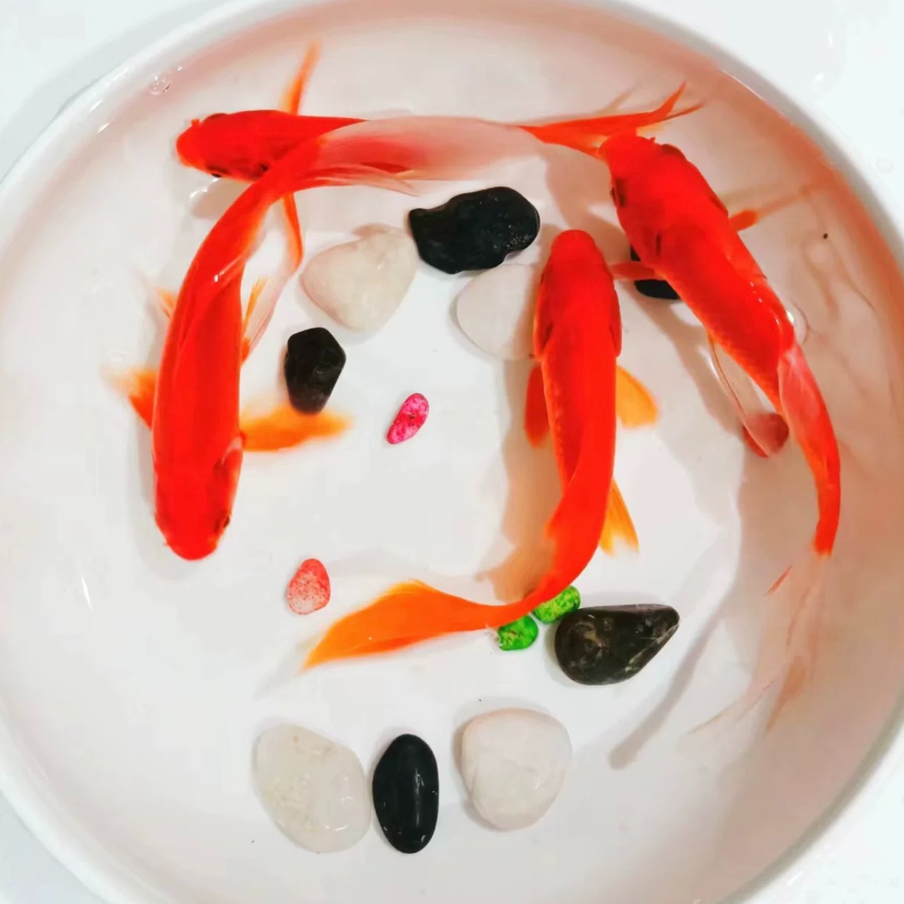 冷水观赏草金鱼 5-7公分 保底50尾 温顺好养可混养 全国包损