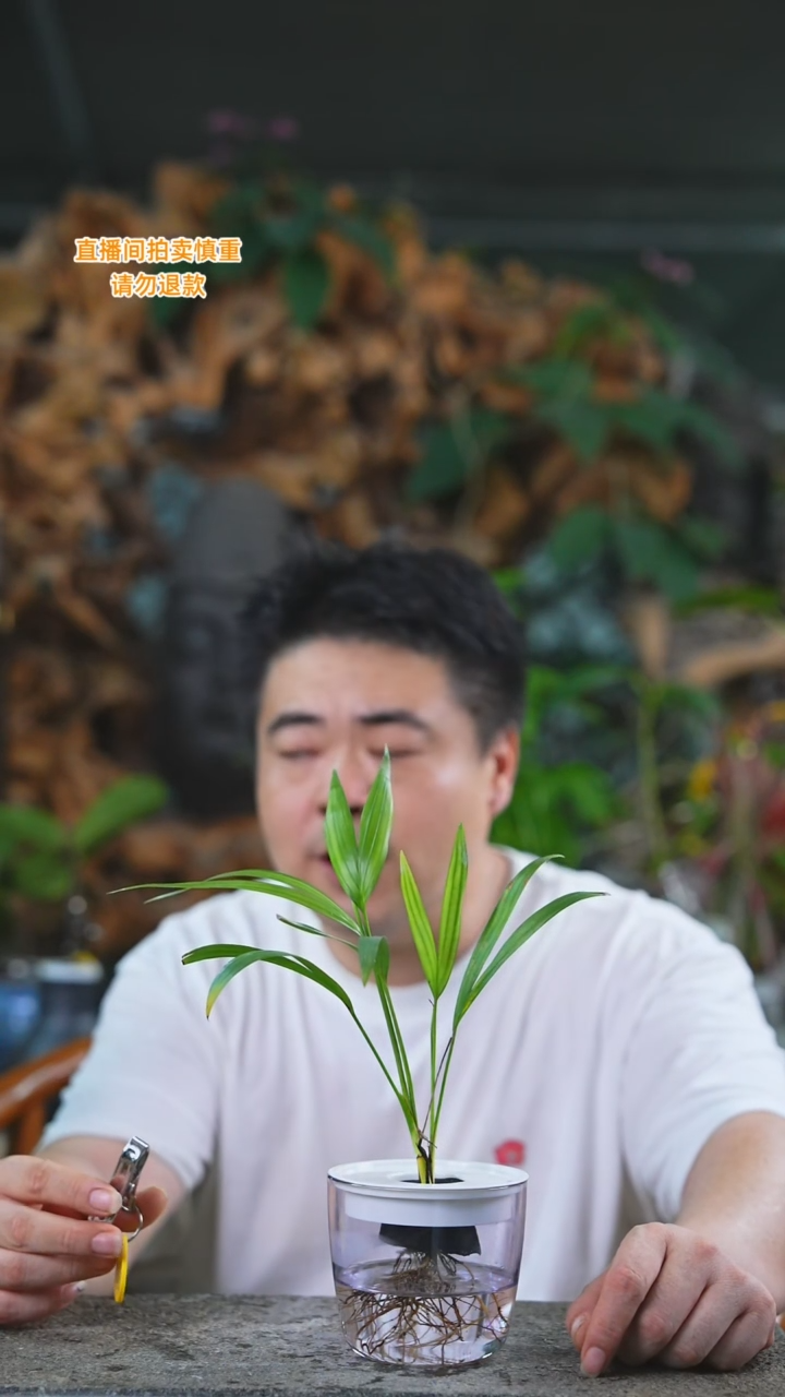 当前无花栽培后可以开花夏威夷198T