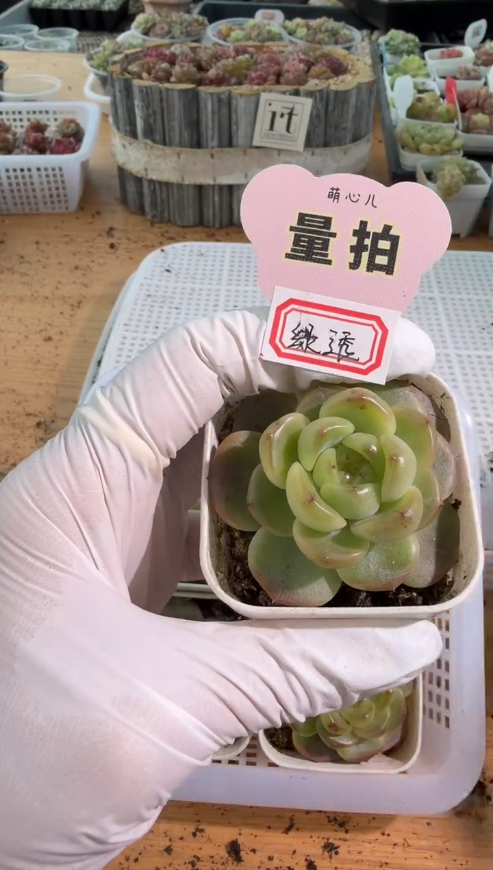 绿透五方一盆 量拍混发