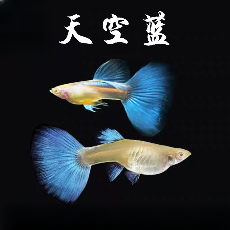 【天空蓝】2条公母配对孔雀鱼孕母鱼新手小白好养易繁殖小型热带鱼