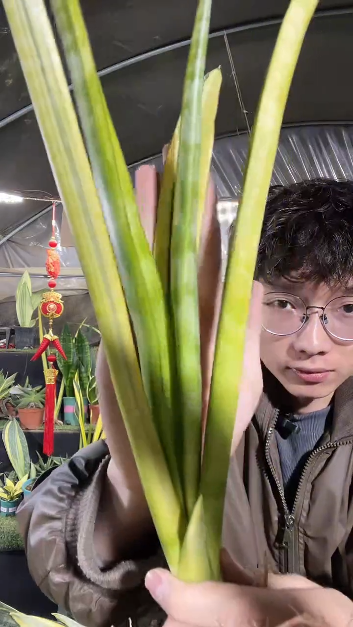 ≧****隅2号爪哇锦裸根75