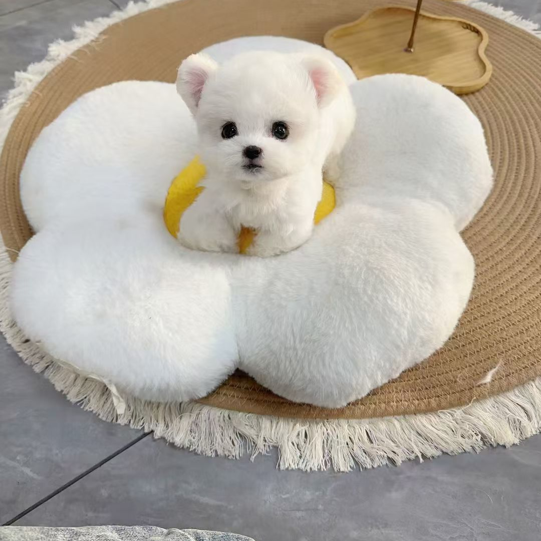 大胡子宠物活体狗狗直播链接