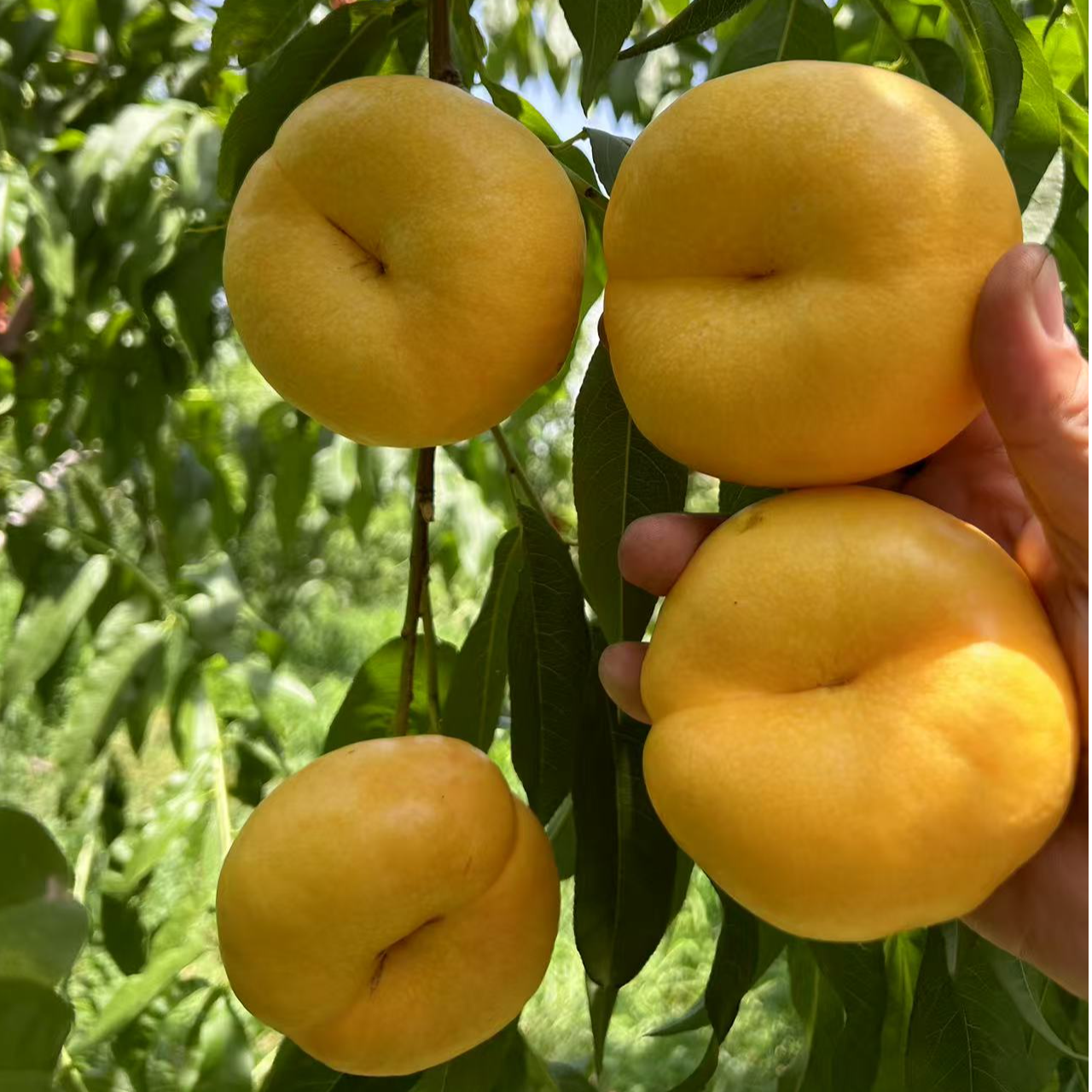 早熟黄肉油蟠桃品种金玉油蟠桃苗星河