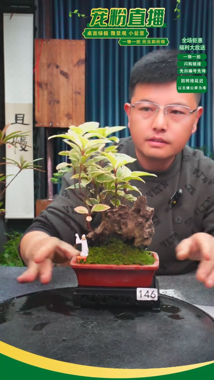 无花朵云*苔藓微景观146号