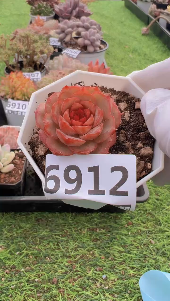 【闪购商品】信福多肉一物一拍