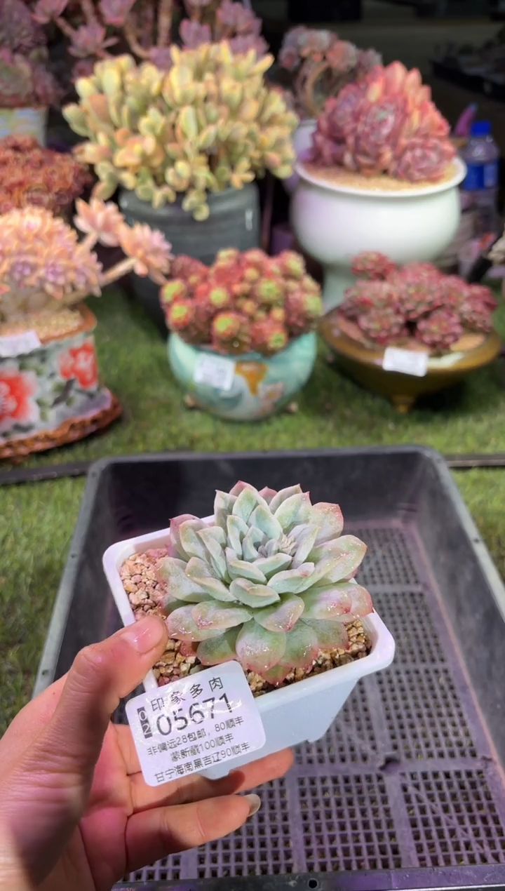 【闪购商品】05671