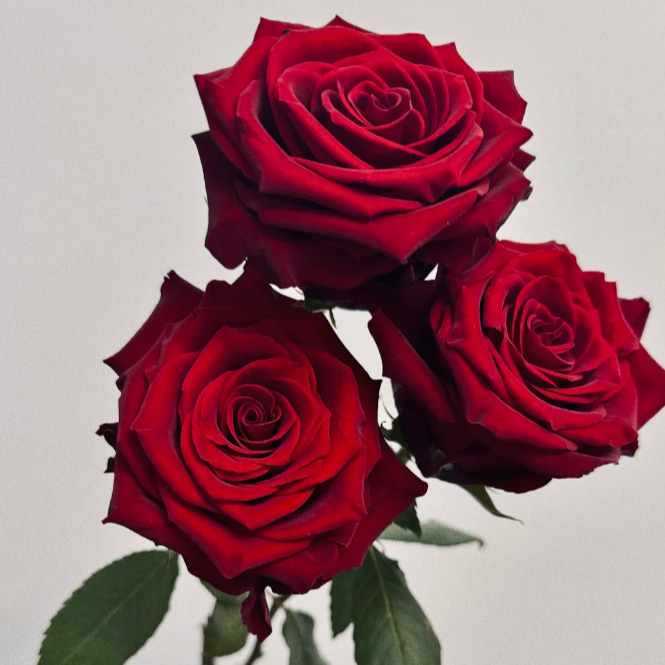 探险家月季 一加仑根接苗红色多季开花 修剪发货