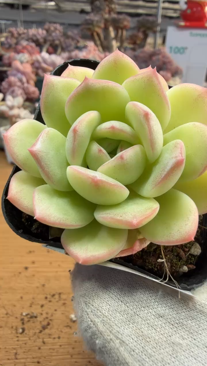 东云多肉园三店-233