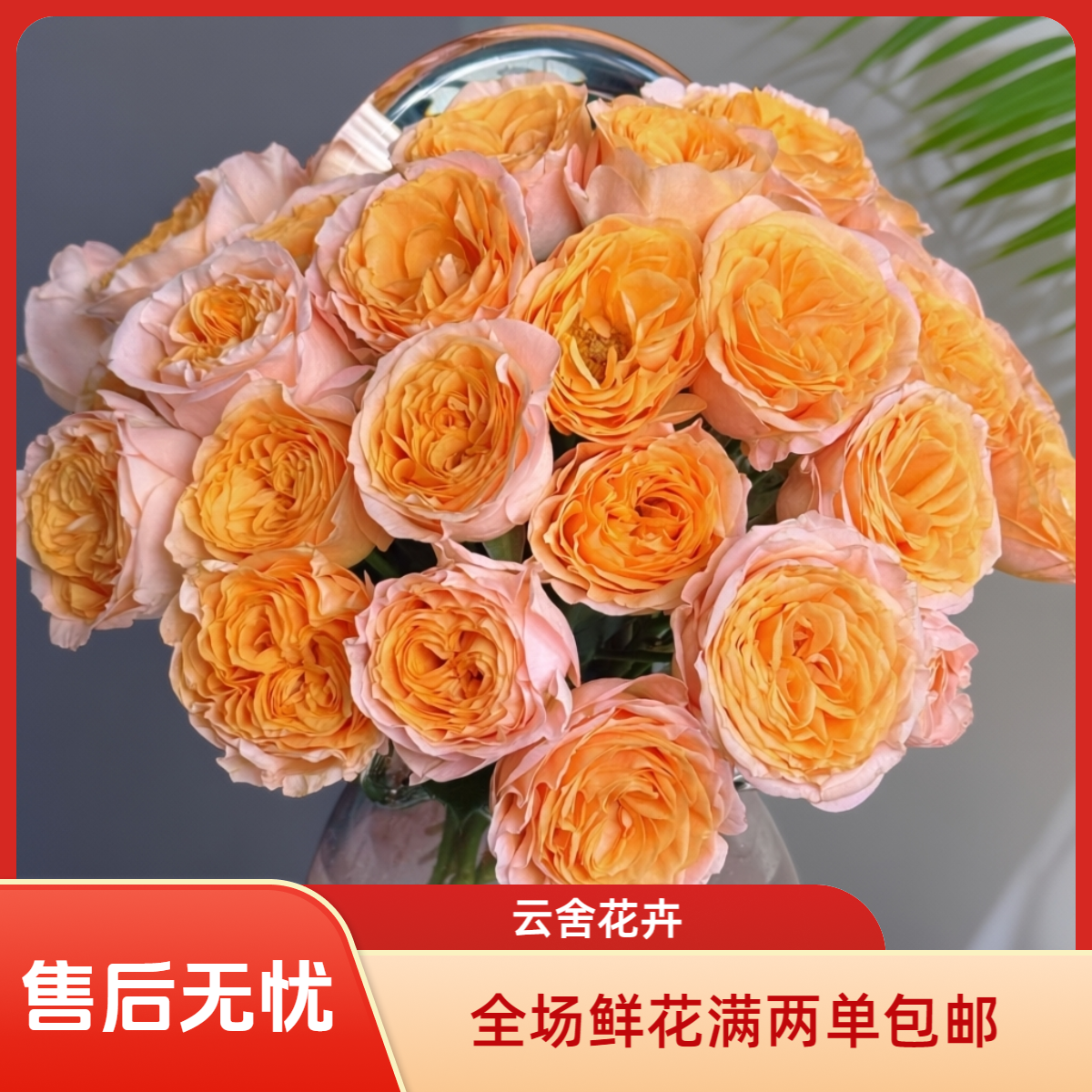 【云舍花卉专属】【米奇】多头玫瑰任意两单或以上包邮发货鲜切花
