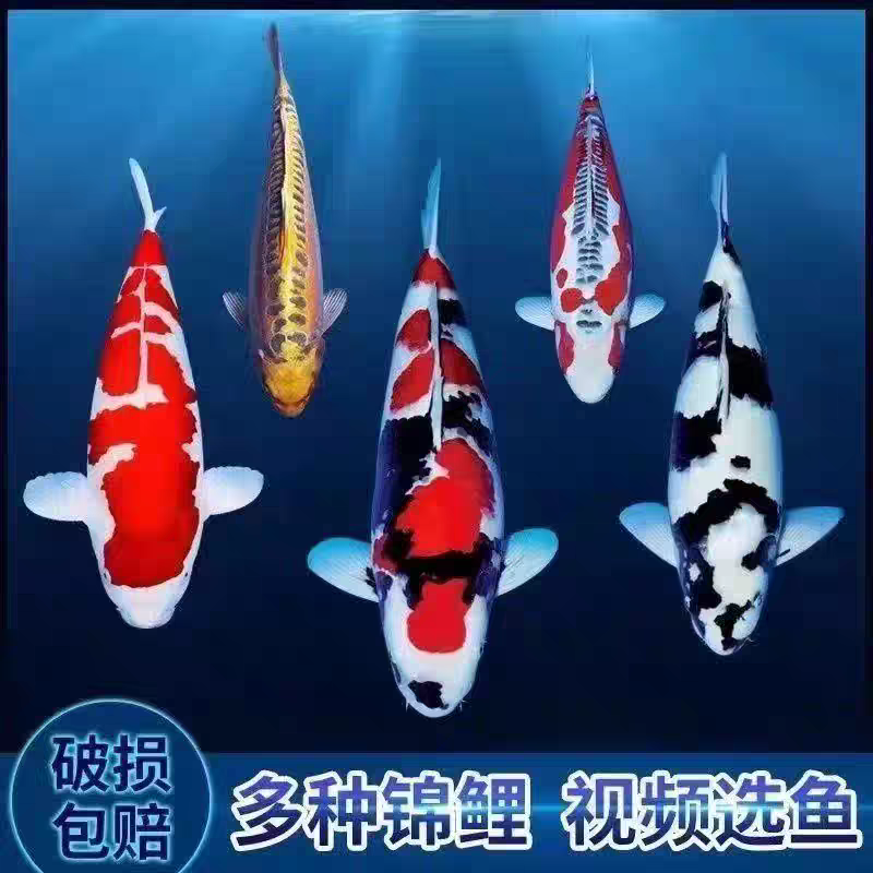 【20-23cm2条装】红白大正茶鲤空鲤落叶混搭观赏冷水锦鲤