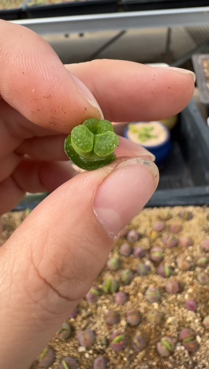 【闪购商品】2.5-37