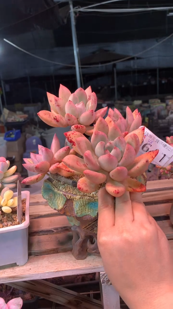 064TTT（满28发货）