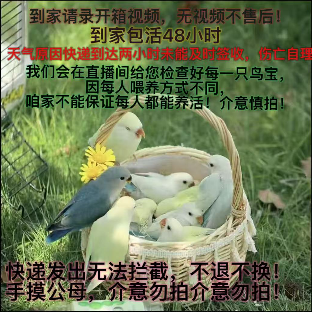 手养牡丹，亲人活泼可爱好喂养