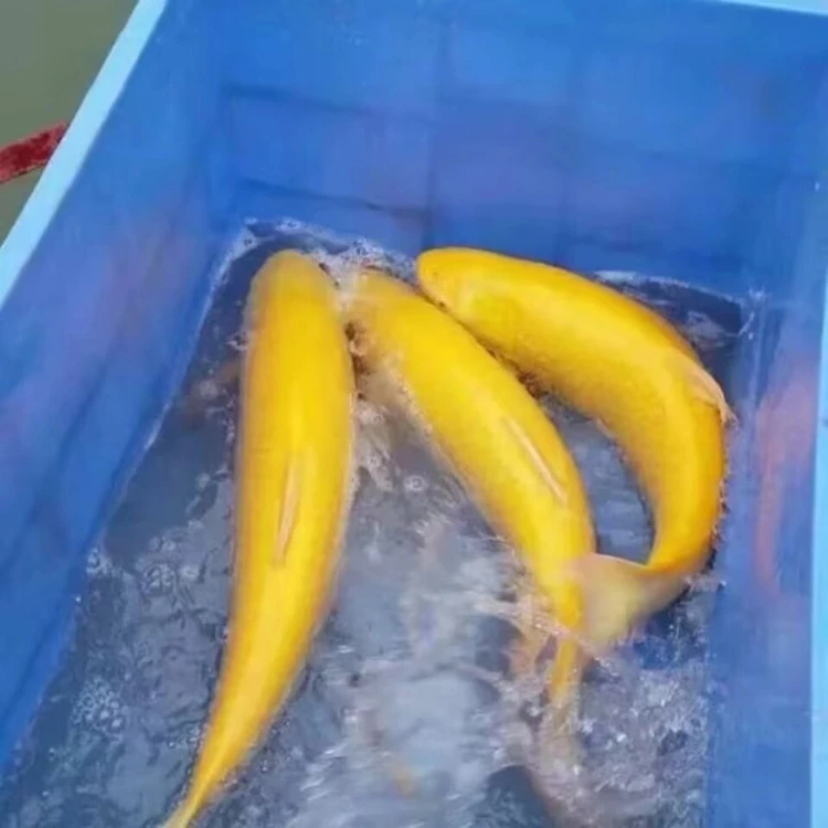 渔场直发 金丝草鱼 10-20g 生态养殖