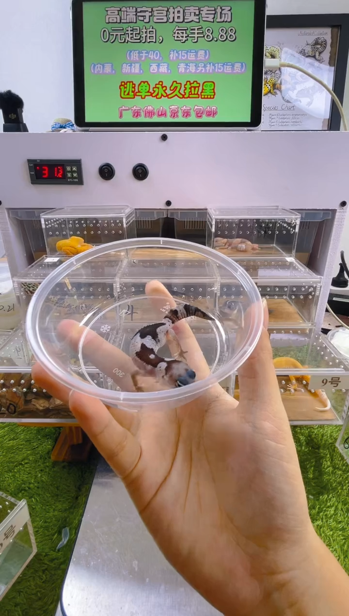 豹纹守宫豹纹肥尾苗子亚成成体