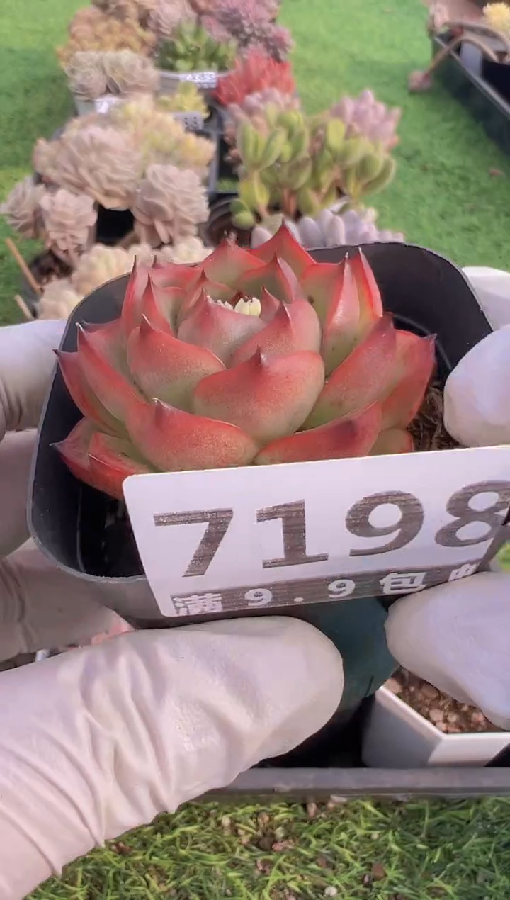 【闪购商品】信福多肉一物一拍