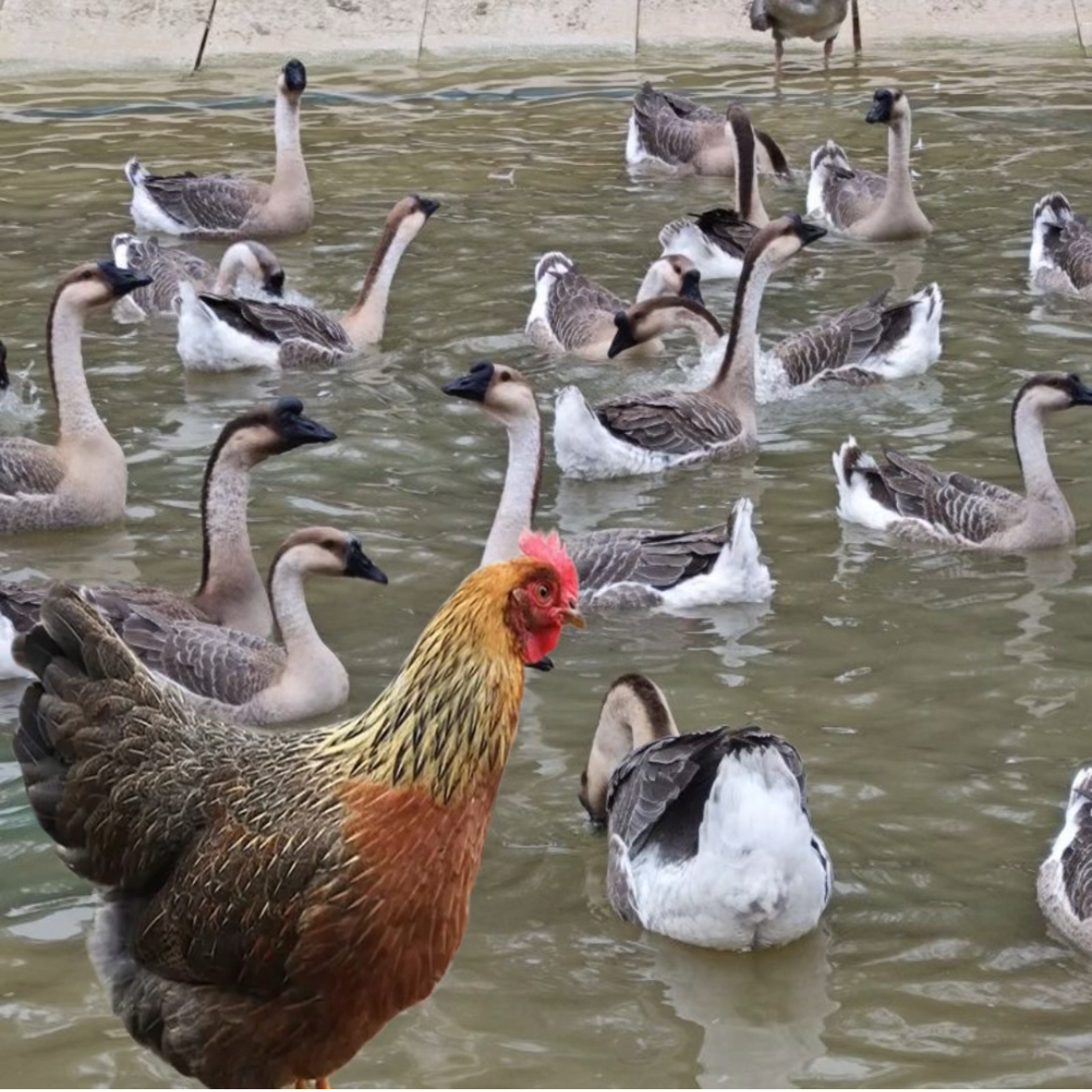 [黑棕鹅+鸡项组合]  农家清水散养土鹅