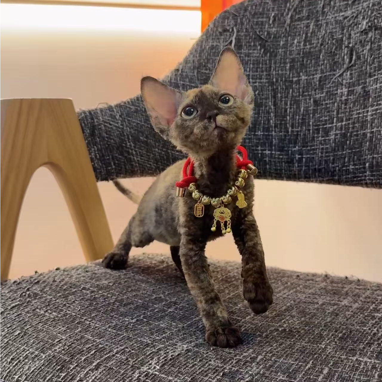 玳瑁德文卷毛猫妹妹活体保健康