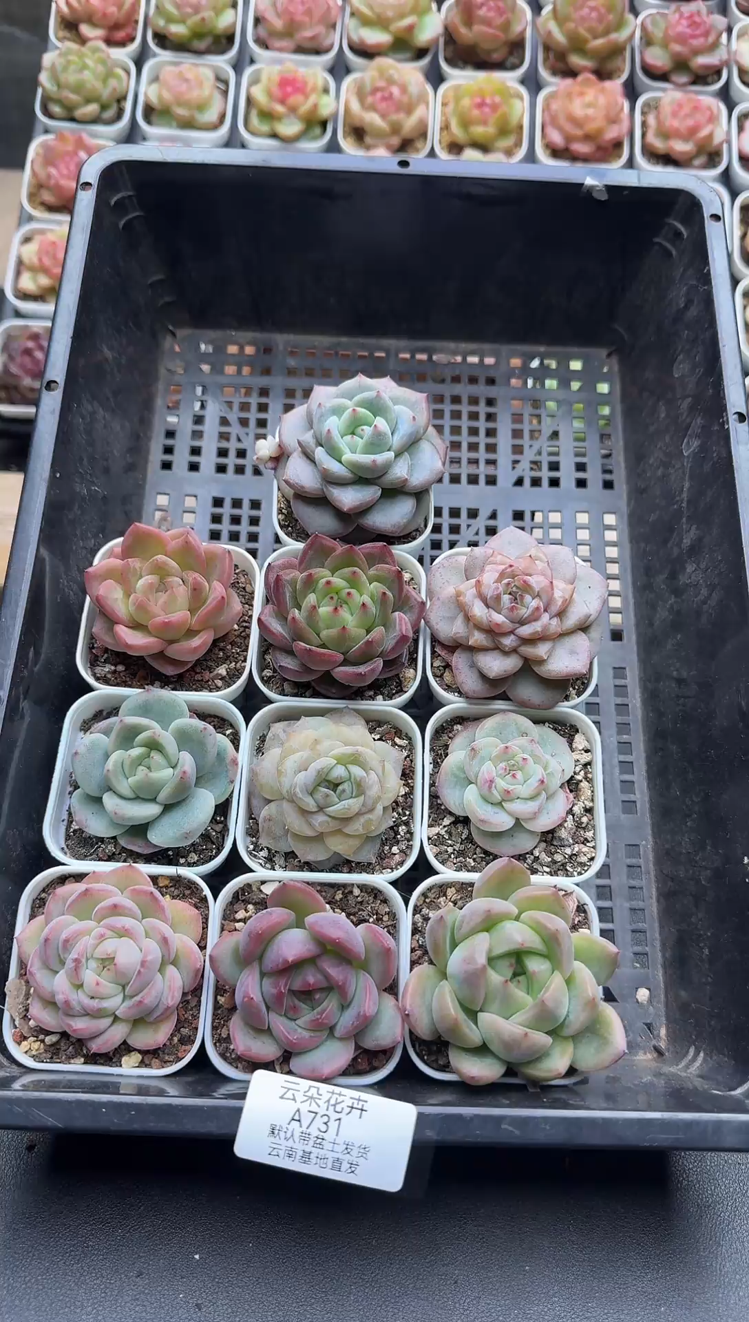 珍妮杂交多肉A731