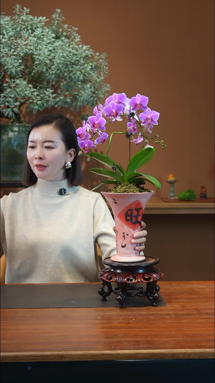 全部花朵粉珠帘盆景盆景