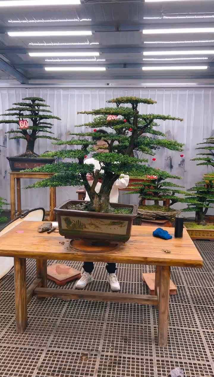 【闪购商品】紫砂精品盆景直播间一物一拍