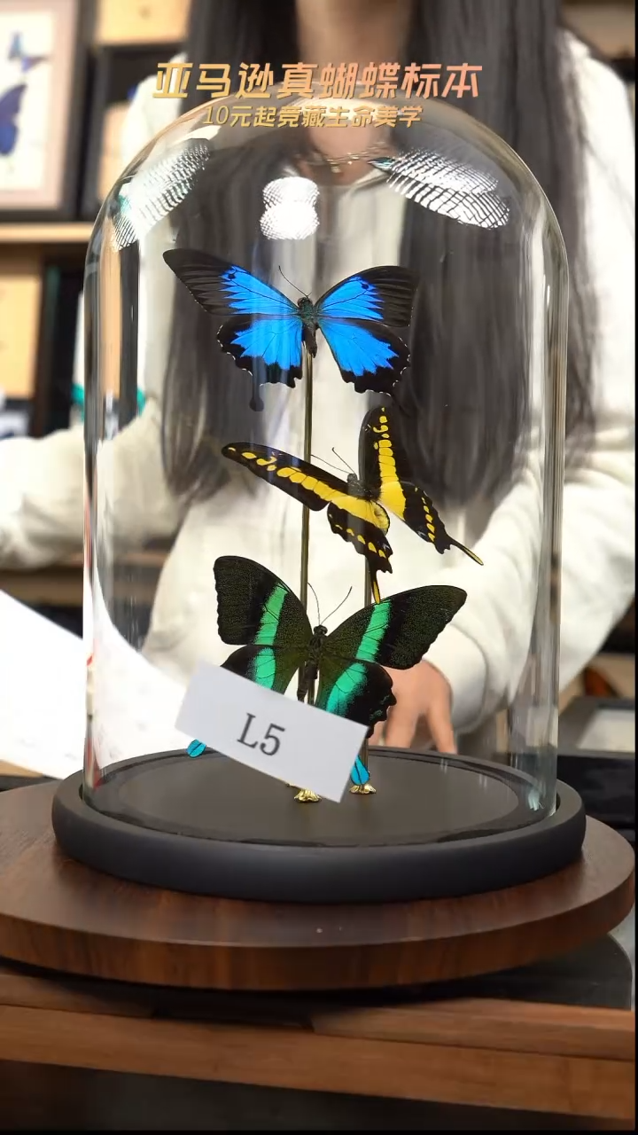 蝴蝶标本摆件竞拍l5