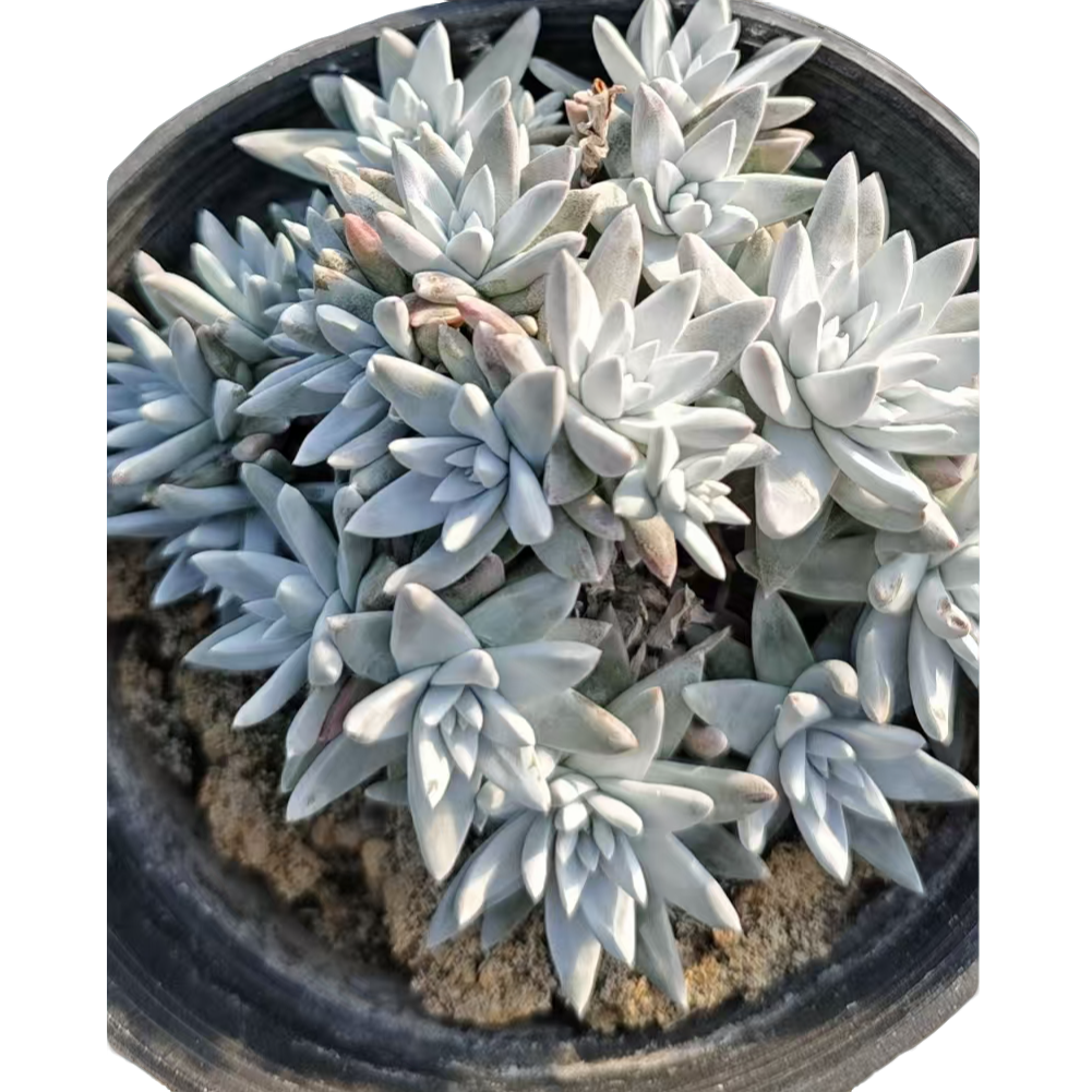 大白菊群老桩精品多肉裸根上盆