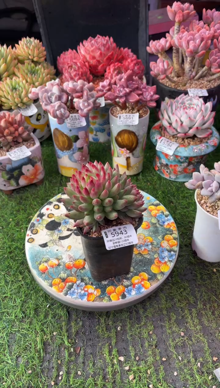 昆明印象多肉5943