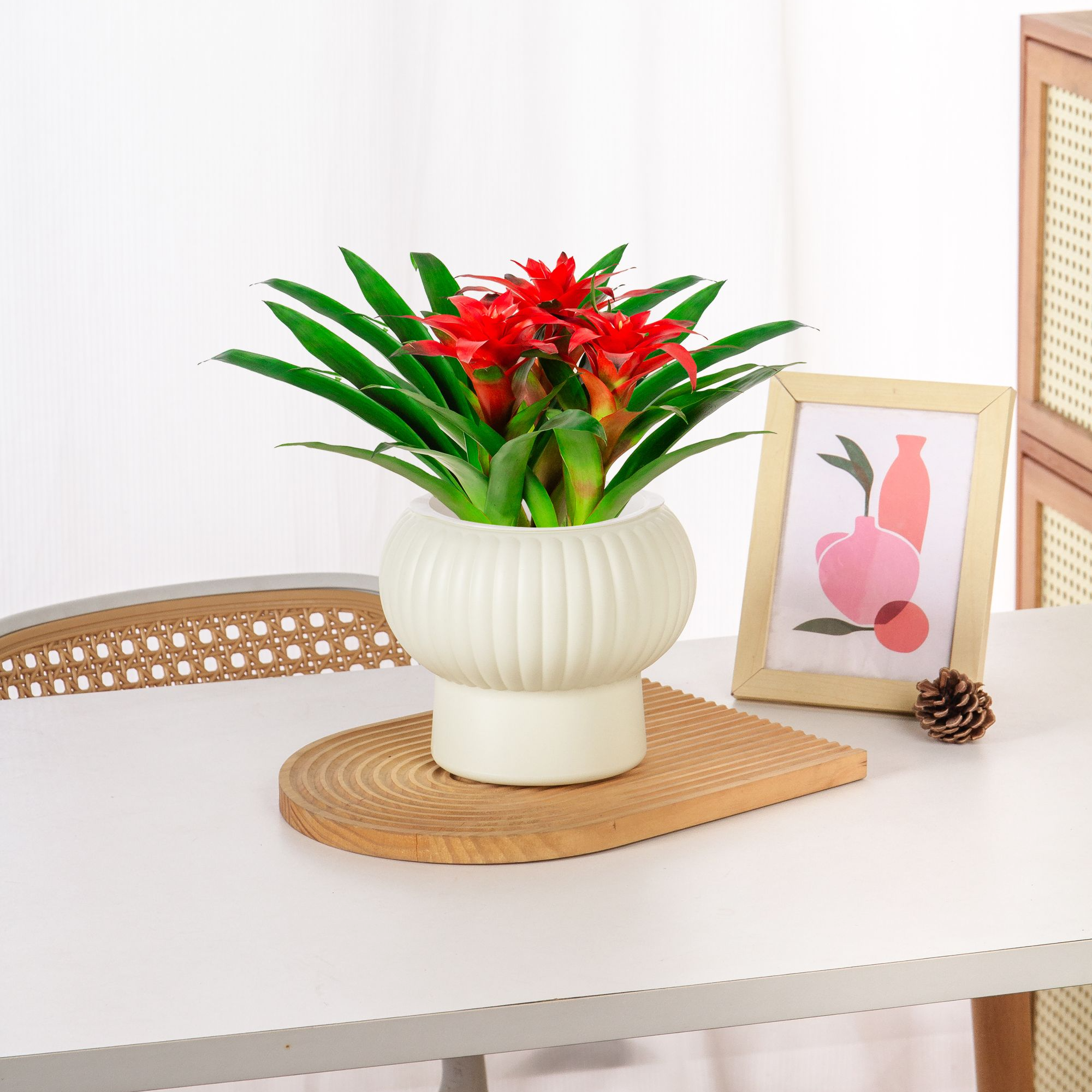 HZ三颗小红星鸿运当头盆景室内植物红花卉盆栽绿植阳台办公客厅