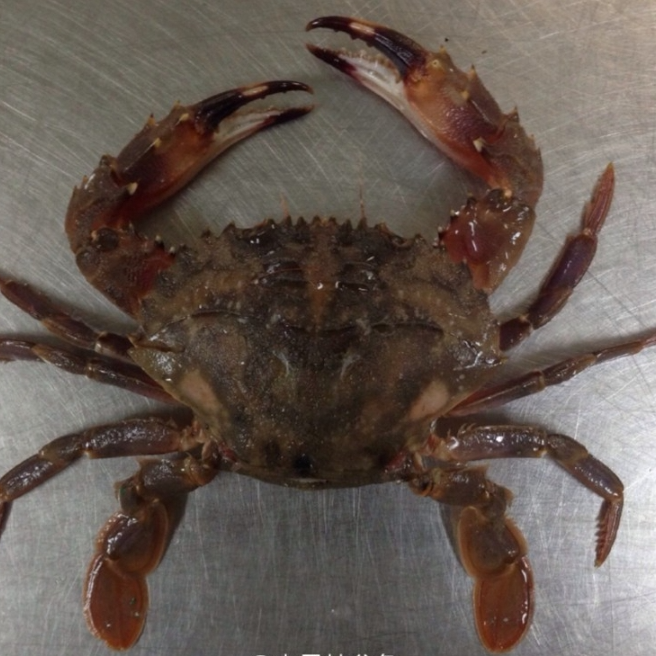 东港  中号 赤甲红3斤  【大小不匀 【保鲜不保活】 不保甲全】只两