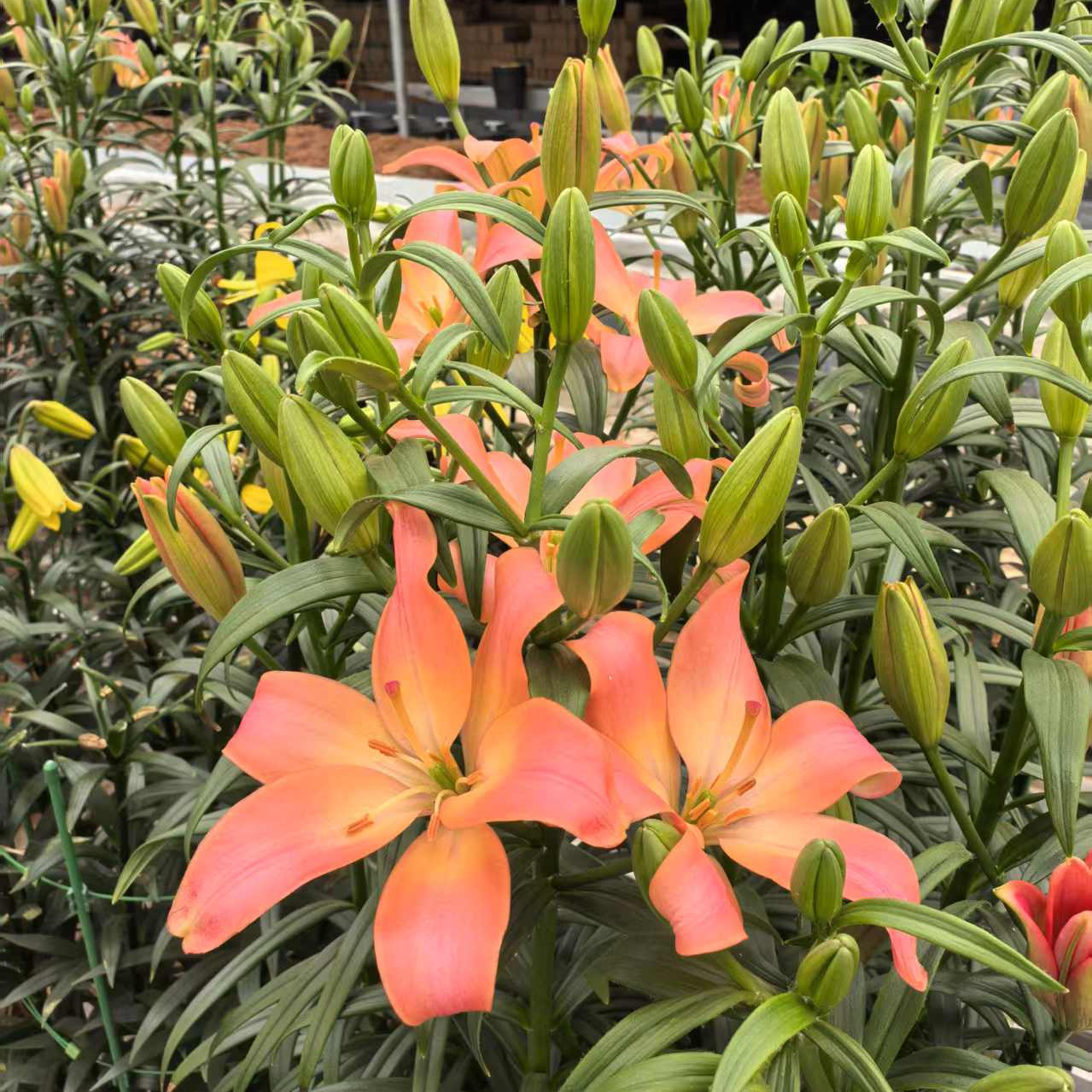 【轻松耳语私语】18/20 庭院百合种球进口百合种球进口种球