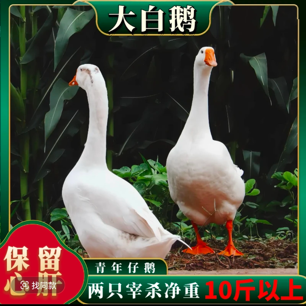 散养大白鹅【买一送一】顺丰冷链带心肝