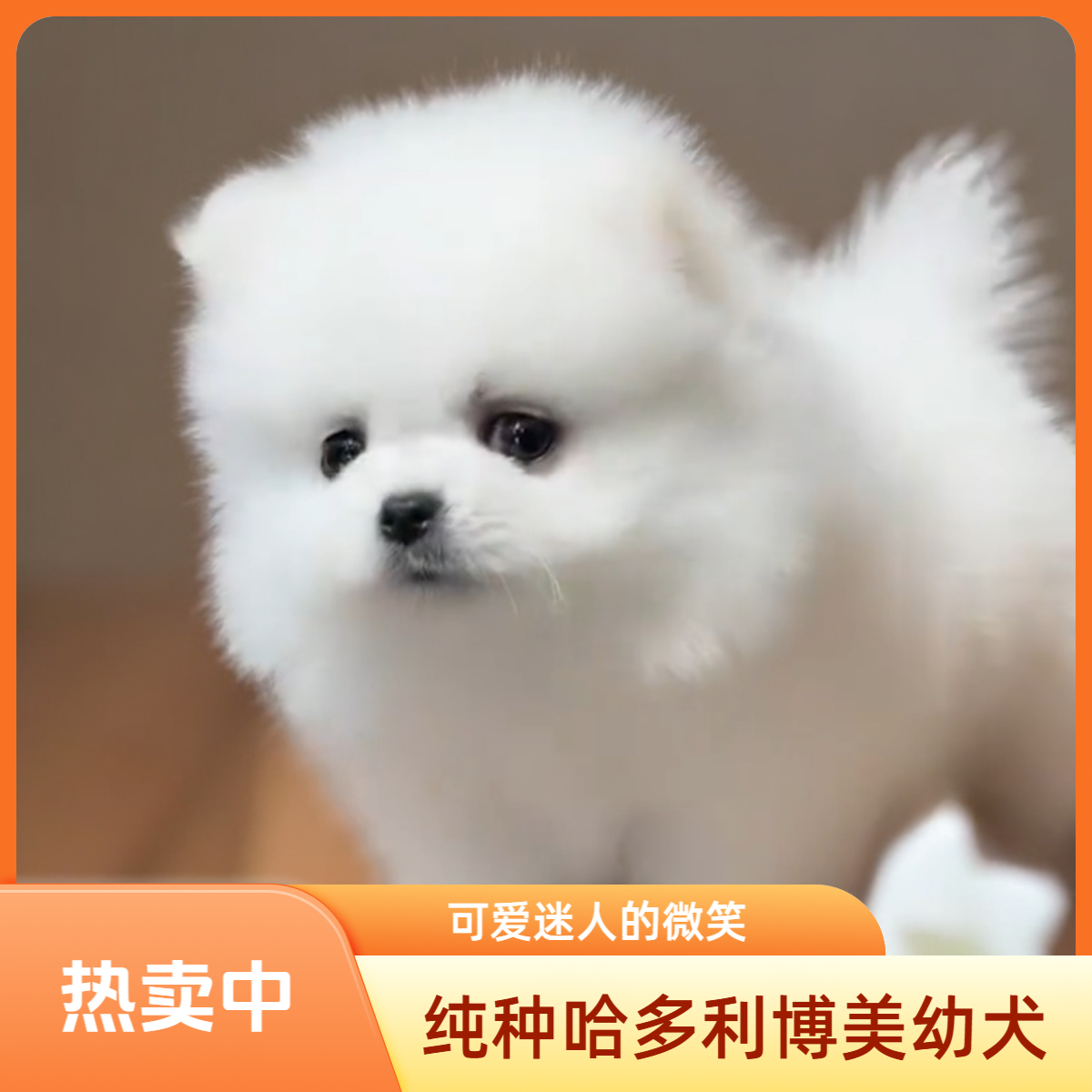 二郎家的哈多利球形博美幼犬粉丝灯牌到16级5千卖价以内可以送