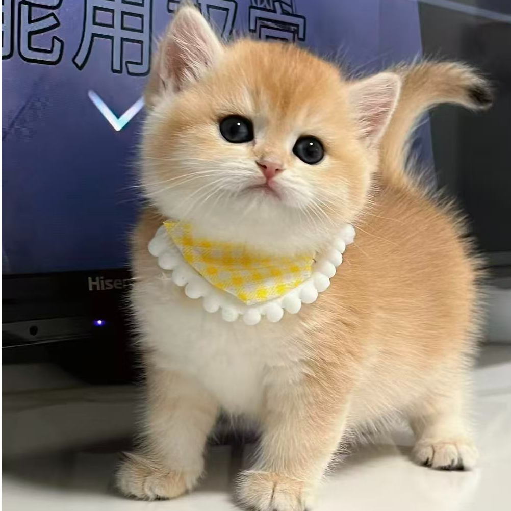 萌宠小胖225李恒银渐层猫英短金渐层猫矮脚宠物猫咪猫崽