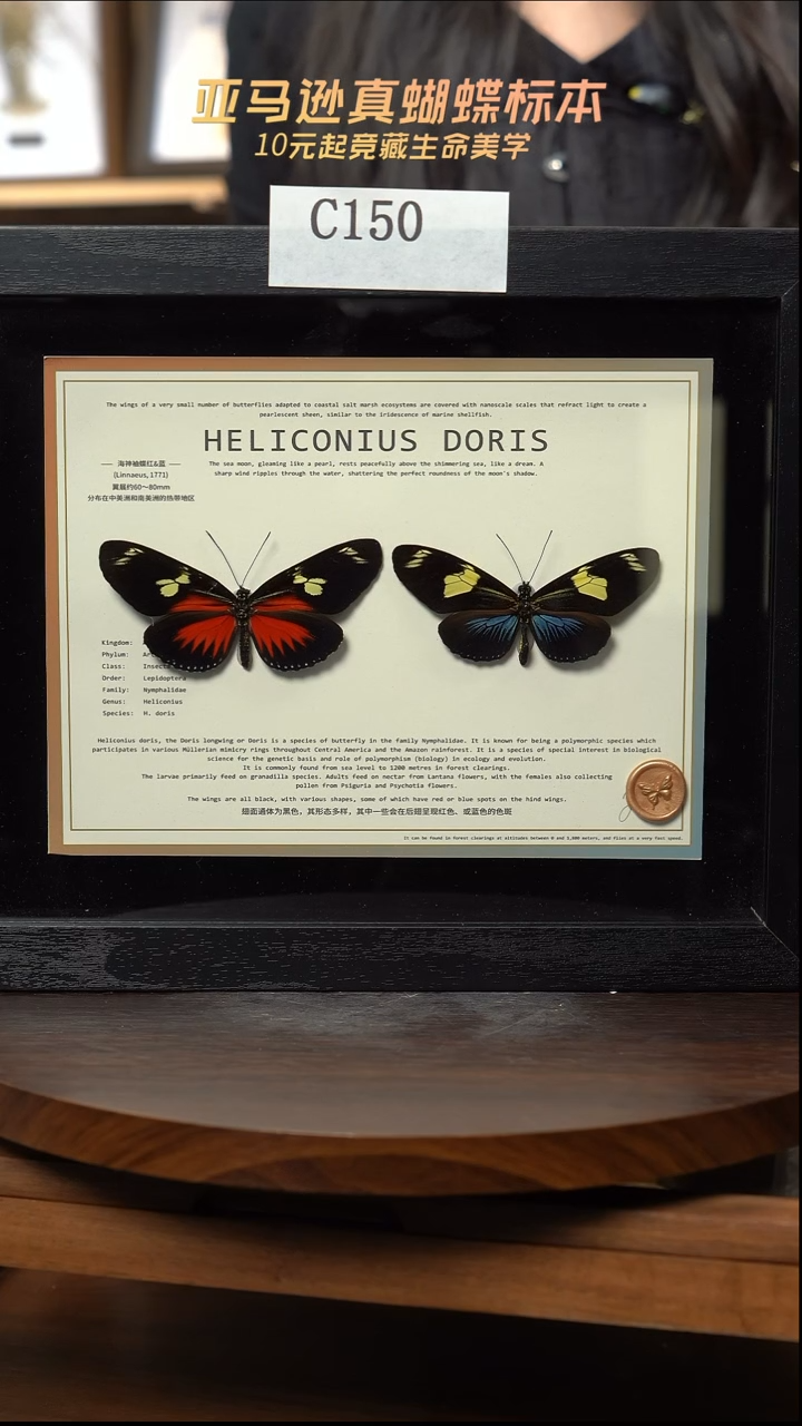 蝴蝶标本摆件竞拍c150