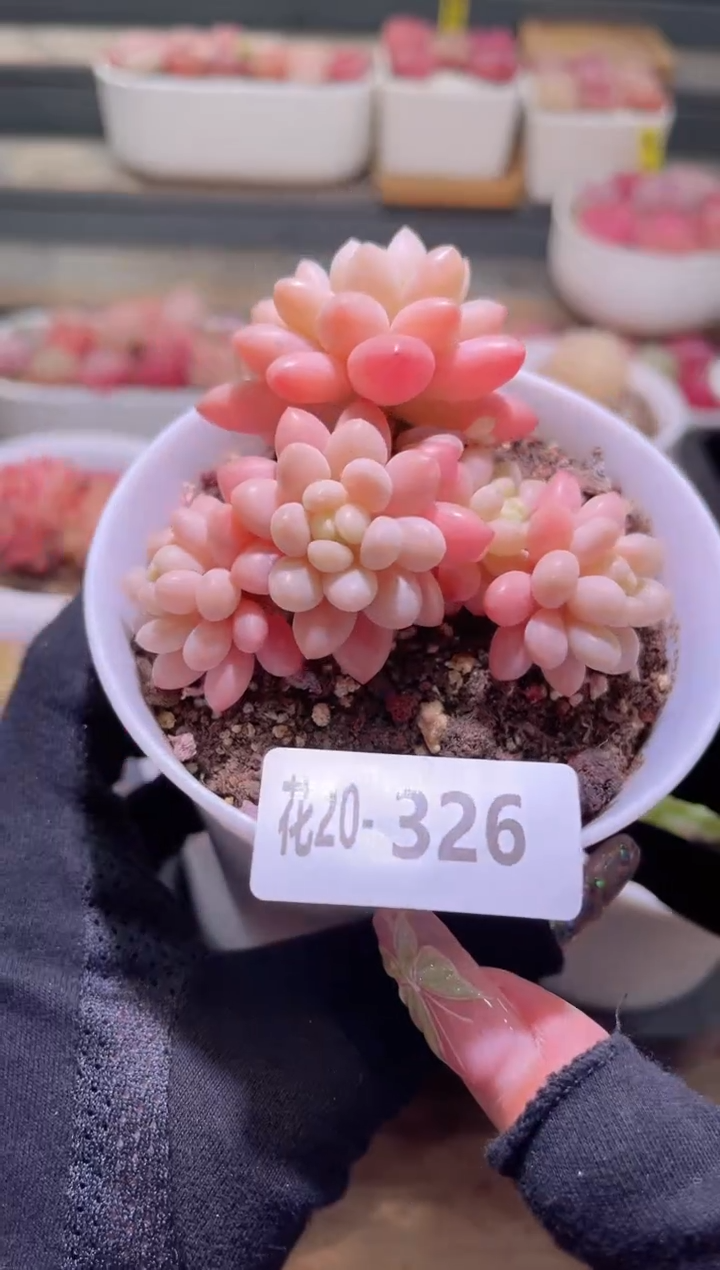 【闪购商品】20-326洛可可