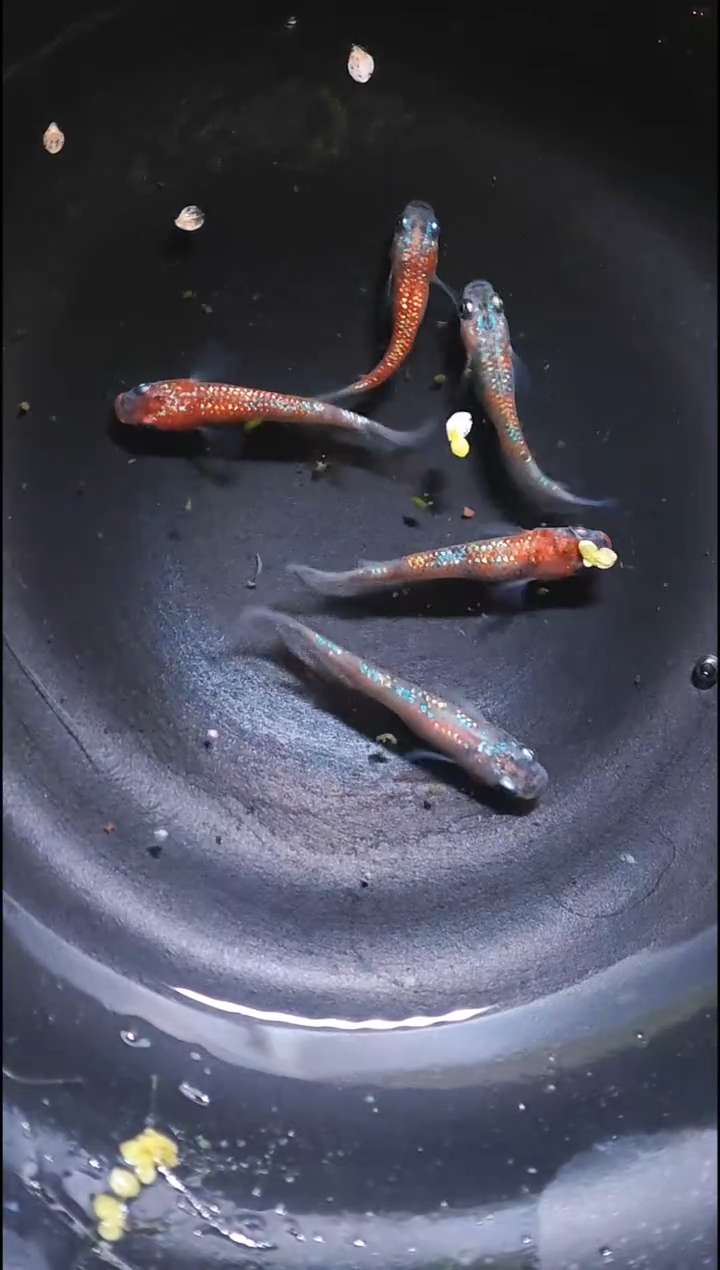 青鳉鱼观背青鳉010