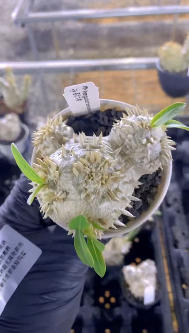 【闪购商品】惠比大黑FA-1622