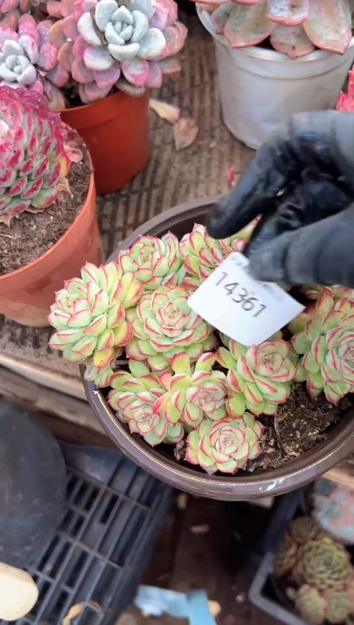 用****3多肉植物一物一拍14361