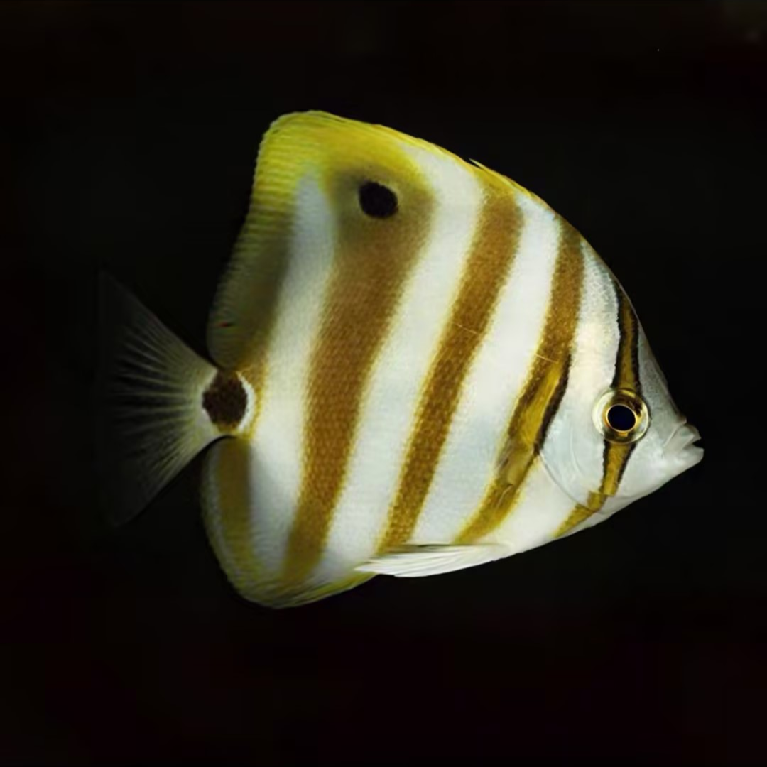 天使蝶/豆腐蝶海水鱼热带观赏鱼售后需拍开箱视频（免包装费）