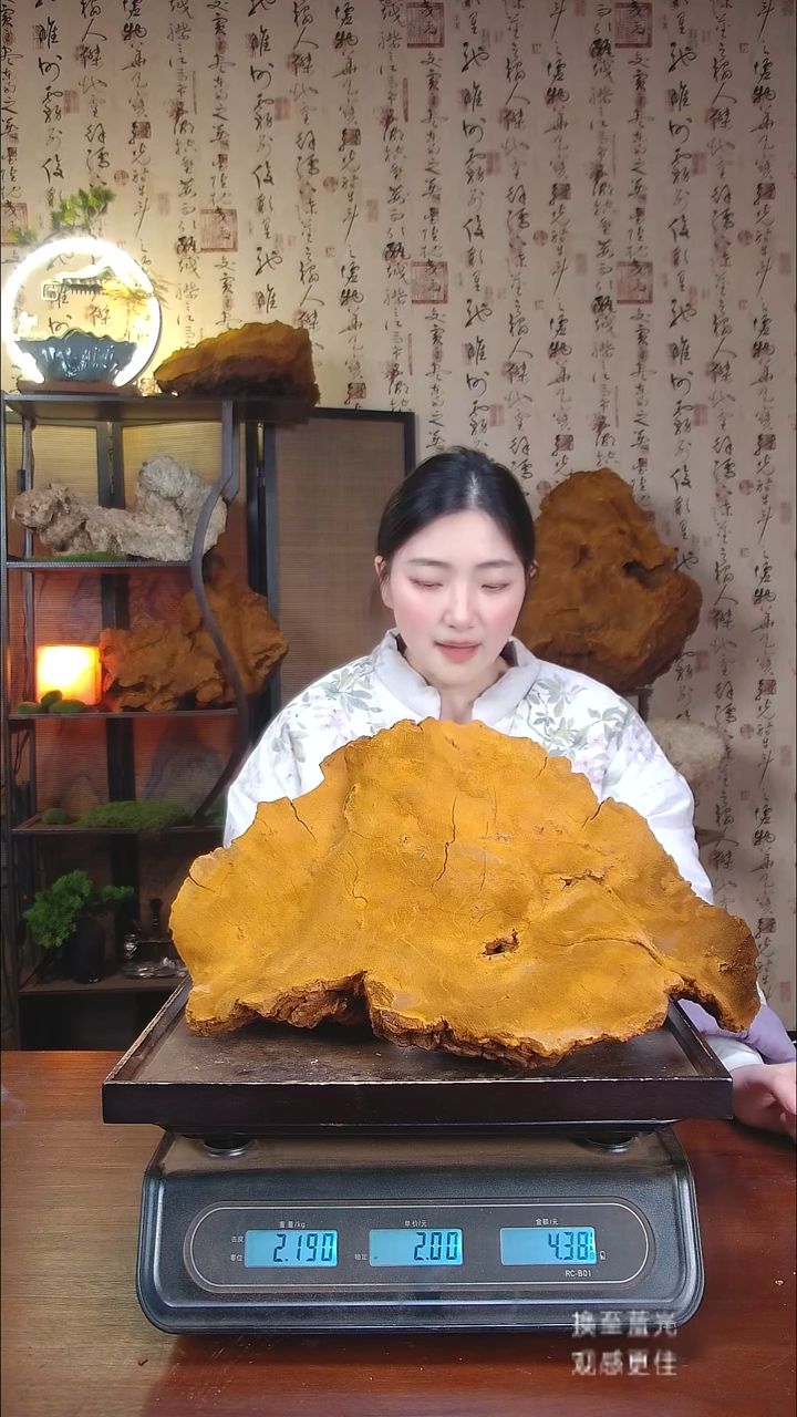 松针层孔菌中国大陆【藏区野生】松树桑黄（4.38斤）50-60年份