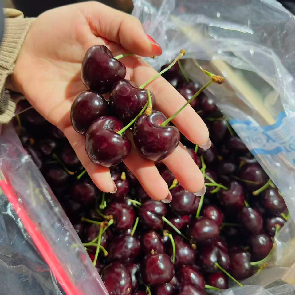 【上海同城闪送】智利空运科迪亚车厘子2JD内附果径卡原箱5斤装桑提娜上海市