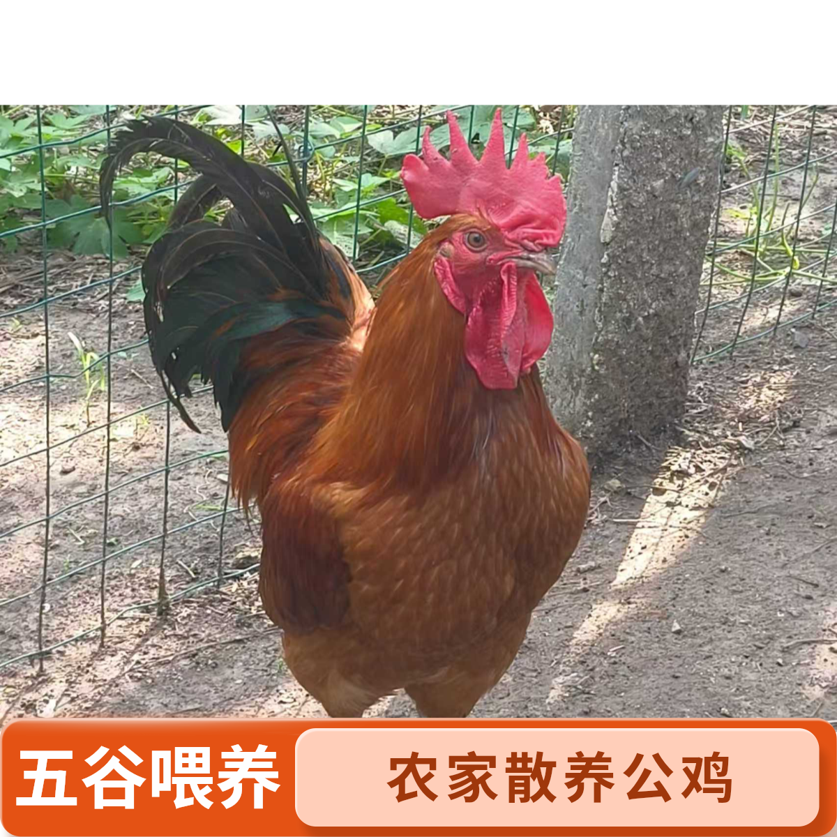 【娜娜家】3只散养大公鸡  带内脏  净重9-10斤  现宰新鲜发货