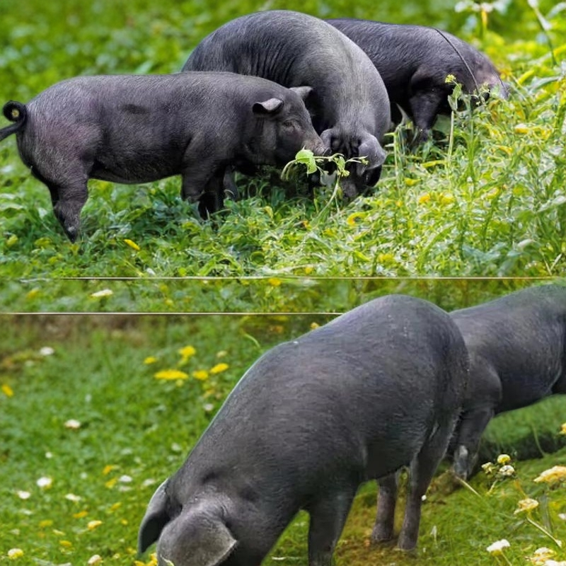 【一物一拍】黑猪黑猪肉散养生态放养粮食喂养土猪肉京东快递