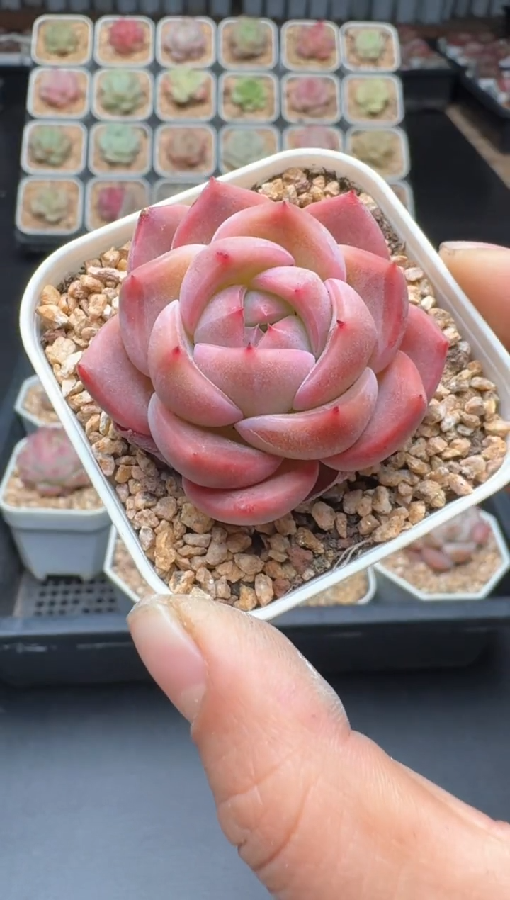 【闪购商品】303D物拍多肉带盆土6.5杯拍3颗包柚